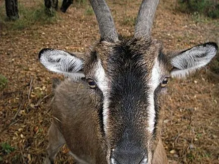 Cine dreptunghiular animale elev cu ochii enorme, mizerie și dezordine