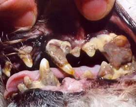 A kutya fogai rothadás okai és mit kell tenni, minden a kutyák