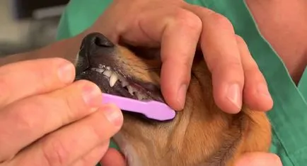 A kutya fogai rothadás okai és mit kell tenni, minden a kutyák