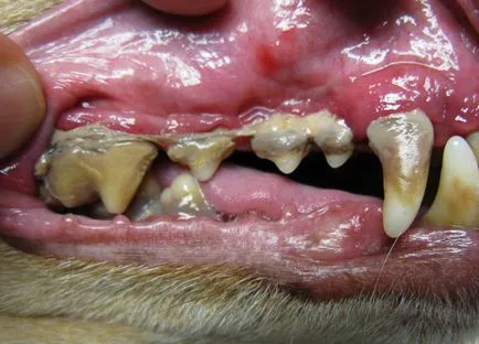 Dinții de câine putregai cauze și ce să facă, totul despre câini
