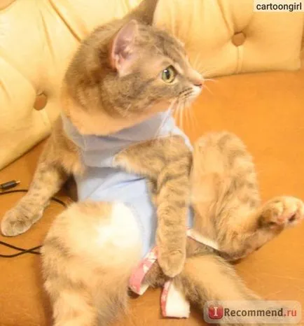 Szolgáltatások vetklinik ivartalanítása - „sterilizálás macskák oldalán triviális sérülések”