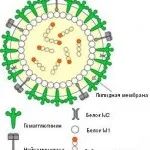 Vaccinarea împotriva rujeolei, rubeolei - Medical Journal