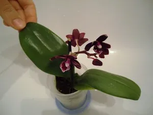 Gondozása Phalaenopsis orchidea mini otthon