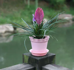 Care Tillandsia otthon, reprodukció és a szervátültetés (fotó és videó útmutató)