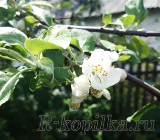 Грижа за ябълкови дървета през пролетта - какво да правим с ябълкови дървета през пролетта