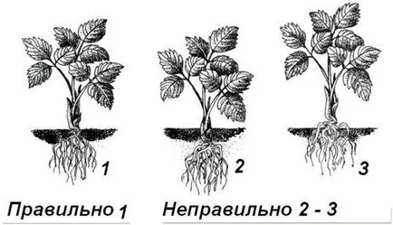 Грижа Ремонтантна ягоди през есента, пролет, лято