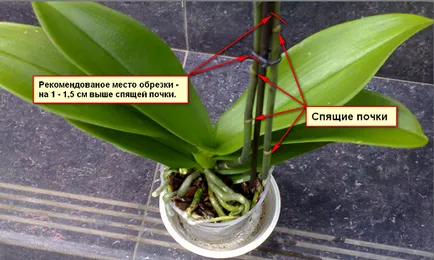 Care orchidea otthon - különösen érdekel phalaenopsis orchidea szoba,