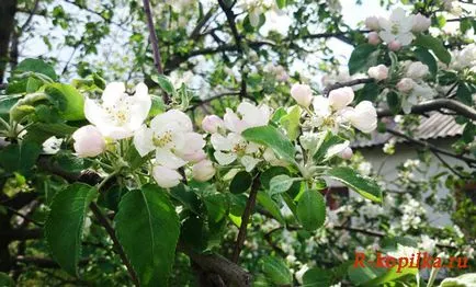 Грижа за ябълкови дървета през пролетта - какво да правим с ябълкови дървета през пролетта