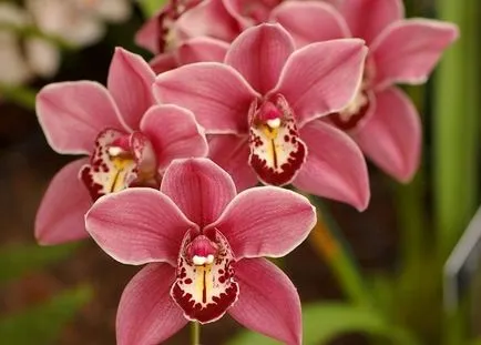 Грижа орхидея у дома - особено грижи за Phalaenopsis орхидея стая,