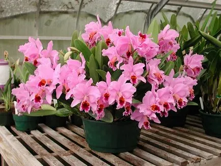 Грижа орхидея у дома - особено грижи за Phalaenopsis орхидея стая,