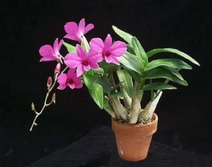 Грижа орхидея у дома - особено грижи за Phalaenopsis орхидея стая,