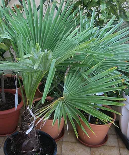 Fan palmier - plante de apartament