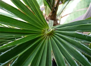 Fan palmier - plante de apartament