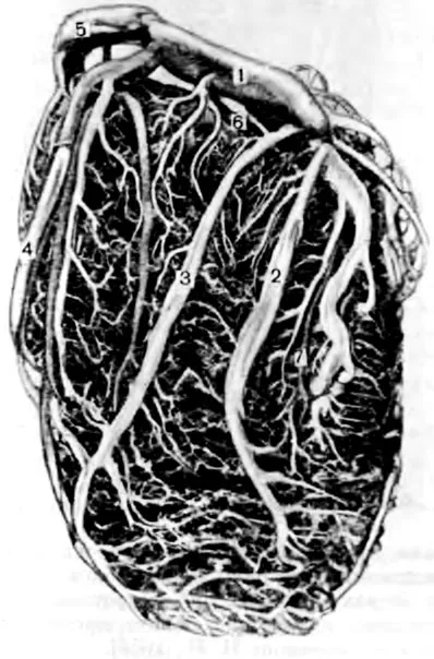 Coronariană sinusală - Anatomia clinică a inimii