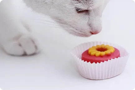 A macska szereti édességet