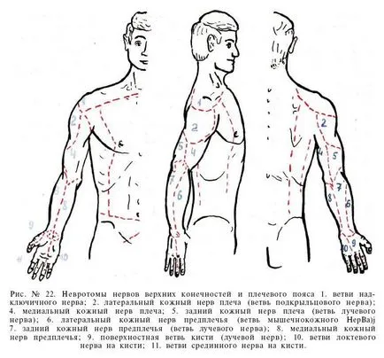 Vertebrogena (vertebrale) torakalgiya la stânga și la dreapta cauze, simptome, tratamentul sindromului