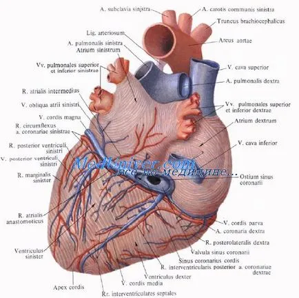 вените на сърцето