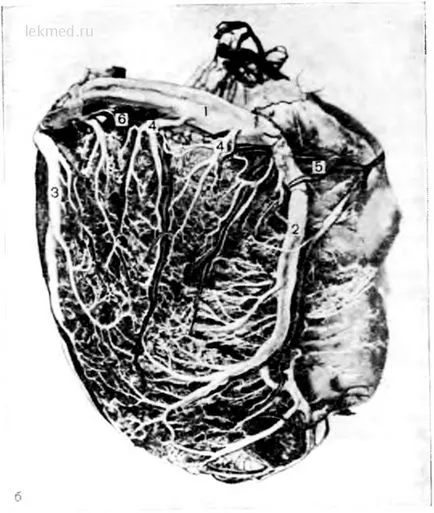 Coronariană sinusală - Anatomia clinică a inimii