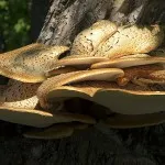 Tipuri de ciuperci iască și caracteristicile lor