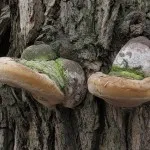 Tipuri de ciuperci iască și caracteristicile lor