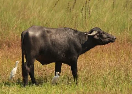 Speciile de tauri sălbatici