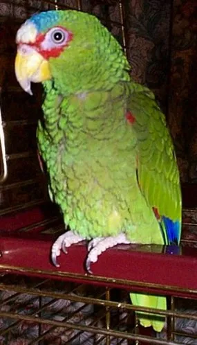 Parrot faj a világon