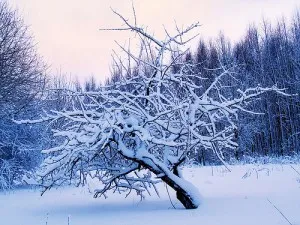 Замразяване и измръзвания на плодни дървета зимата замразяване ябълка