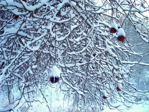 Замразяване и измръзвания на плодни дървета зимата замразяване ябълка