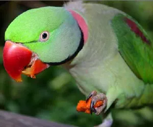 Parrot faj a világon