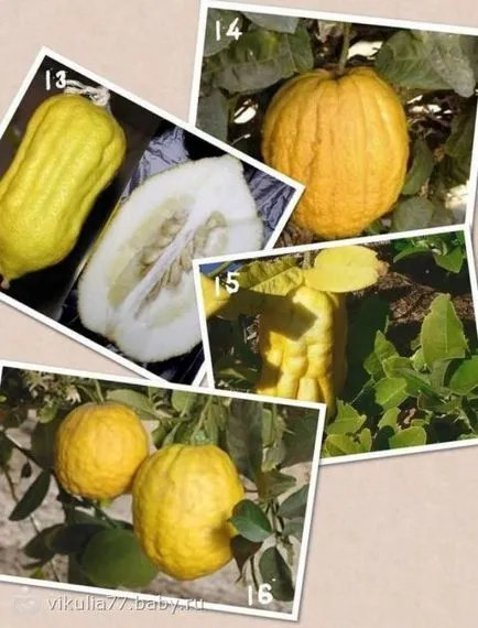 Видове цитрусови плодове, които ти не знаеш))) много снимки))), който е подобен на лимон