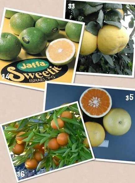 Típusai citrus, amit nem tudom,