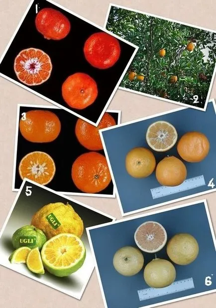 Típusai citrus, amit nem tudom,