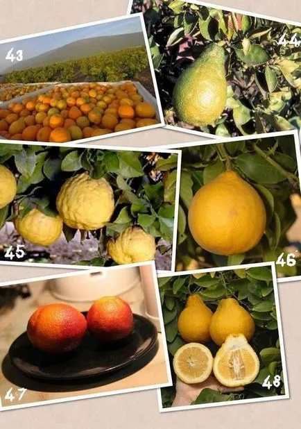 Típusai citrus, amit nem tudom,