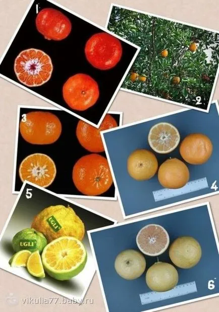Típusai citrus, amit nem tudom))) egy csomó fotó))), amely hasonló a citrom