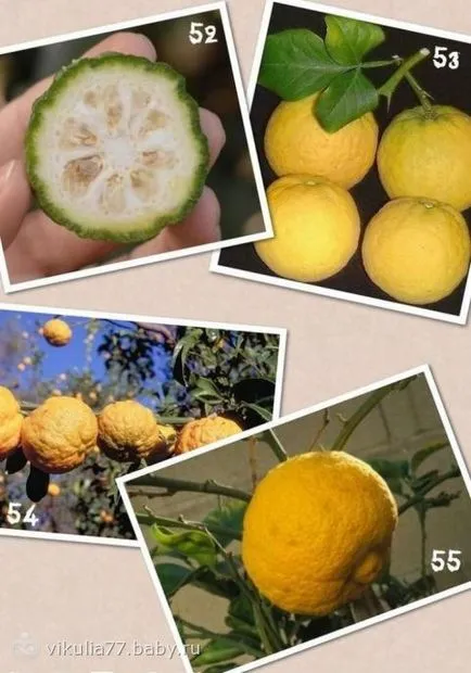 Típusai citrus, amit nem tudom))) egy csomó fotó))), amely hasonló a citrom