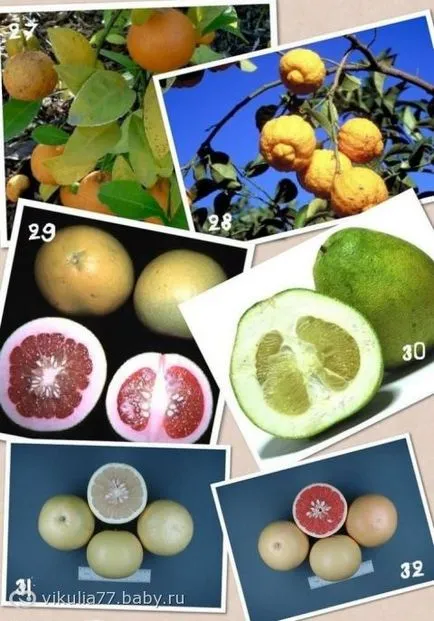 Видове цитрусови плодове, които ти не знаеш))) много снимки))), който е подобен на лимон