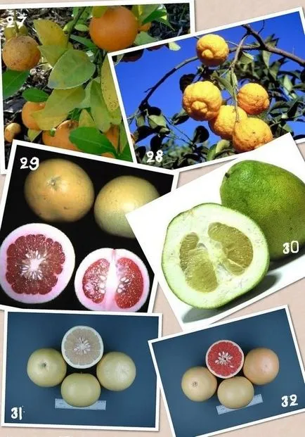 Típusai citrus, amit nem tudom,