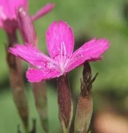 Dianthus deltoides termesztése és gondozása