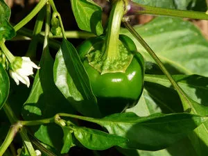 Növekvő édes, keserű vagy éles paprika nyílt terepen