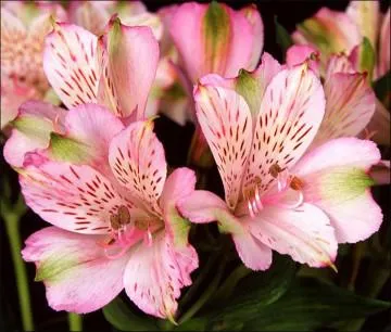 cultivarea Alstroemeria într-o seră și câmp deschis