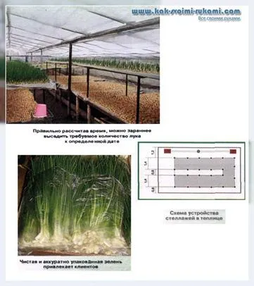 Отглеждане лук за продажба - интервюта с професионални фермери lukovodami, със собствените си ръце -