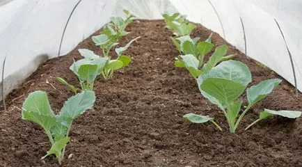 Cultivarea de varză chinezească în seră de plantare, soiurile populare