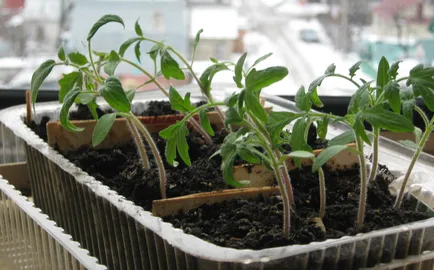 Növekvő paradicsom és a paprika növekszik a magtól a betakarítás