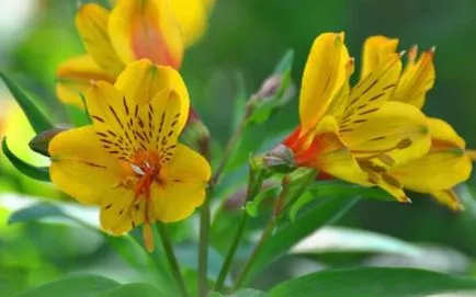 култивиране Alstroemeria в оранжерия и открито поле