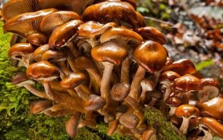 Cultivarea de miere ciuperci agaric la domiciliu - clubul de ciuperci