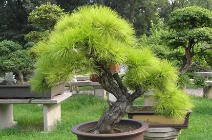 bonsai în creștere, de sfaturi