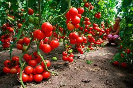 Növekvő paradicsom és a paprika növekszik a magtól a betakarítás