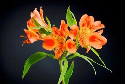 култивиране Alstroemeria в оранжерия и открито поле