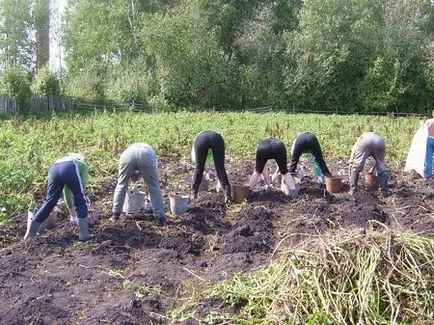 Burgonya termesztése - az ötlet a kisvállalkozások a vidéki területeken