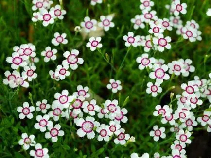 Dianthus deltoides termesztése és gondozása